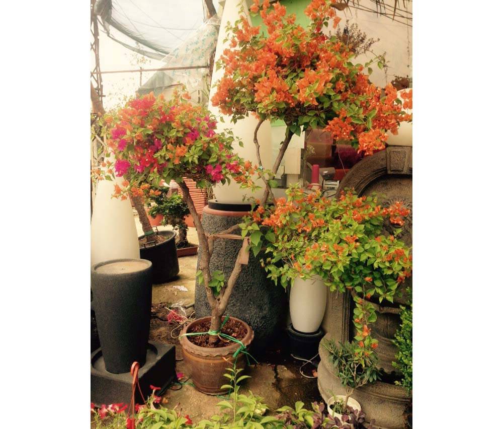 St Elie Flowers lebanon,Florists in lebanon, lebanon florists, flowers in lebanon, lebanon flowers, flower shops in lebanon, lebanon flower shops, send flowers in lebanon, wedding flowers in lebanon, lebanon wedding flowers, wedding bouquets in lebanon, bridal bouquets in lebanon, brdie bouquet in lebanon, roses in lebanon, tulips in lebanon, flower arrangements in lebanon, baby flower arrangement in lebanon, new born flower arrangements in lebanon, flower gifts in lebanon, birthday flower arrangement in lebanon, valantines roses in lebanon, valentines flower arrangements in lebanon, valentine gifts in lebanon, flower shop in lebanon,plants nursery in lebanon, landscaping in lebanon, Nursry plants, flowers, landscaping, wedding flowers, bouquets for all occasions, valentines roses, mothers day roses, newly born baby flowers, plants in pots, plants for the garden, money tree, bonsai tree